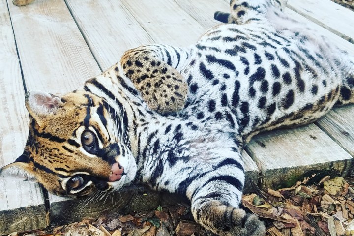 a cat lying on top of a rock