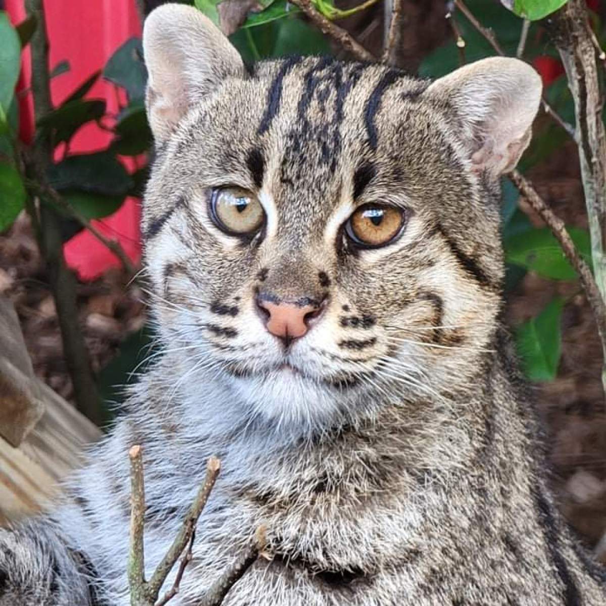 a close up of a cat