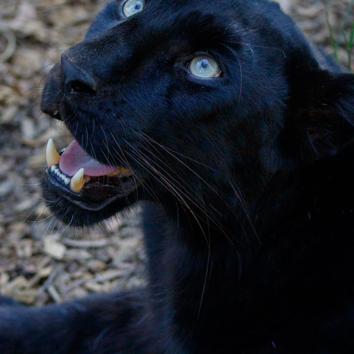 a close up of a leopard