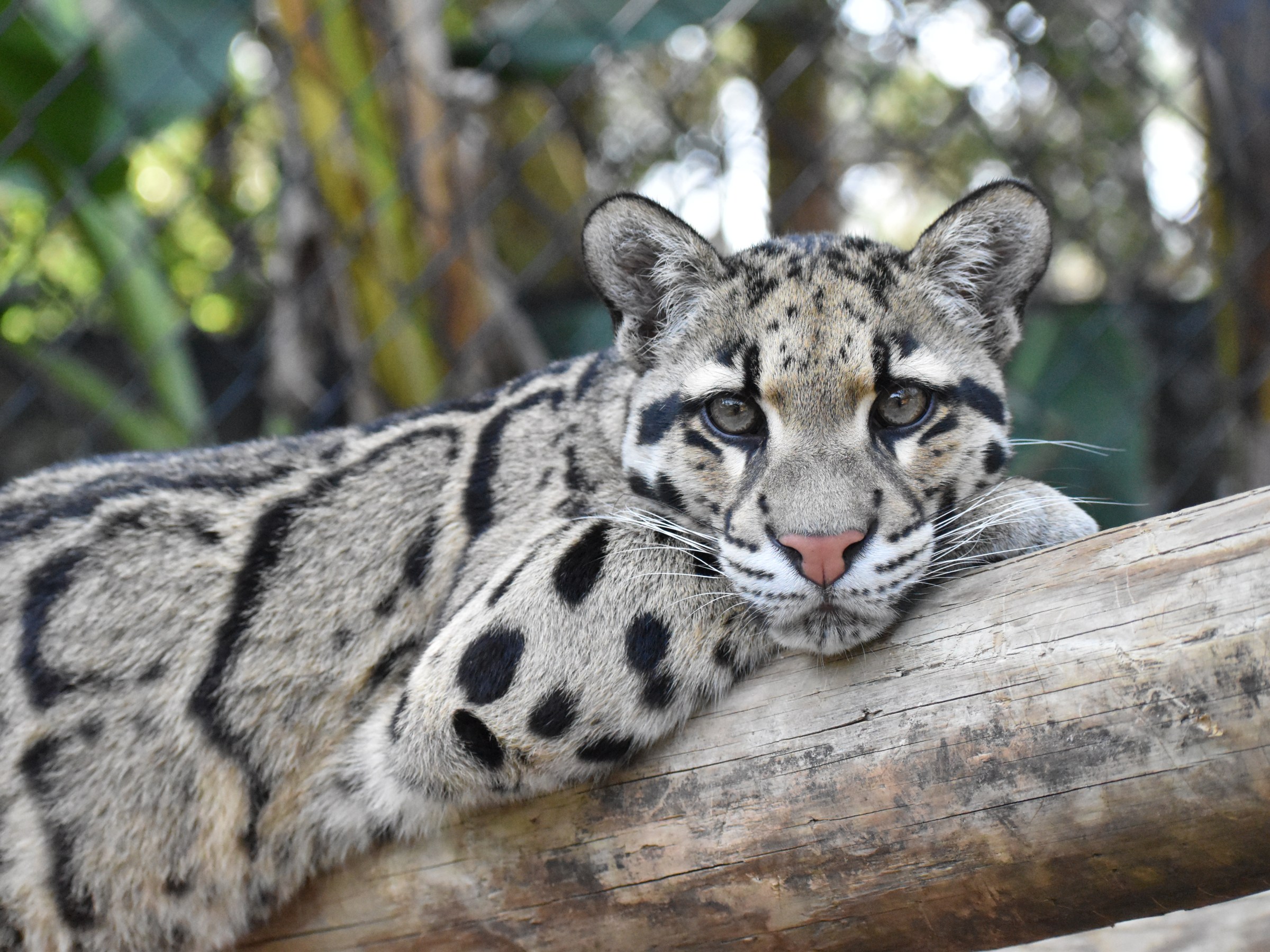 Clouded Leopards | Panther Ridge Conservation Center